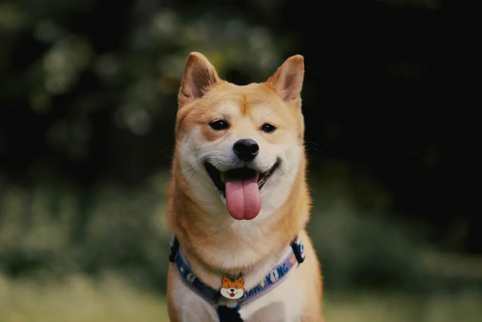 Hình ảnh chó shiba hài với biểu cảm mặt lạnh