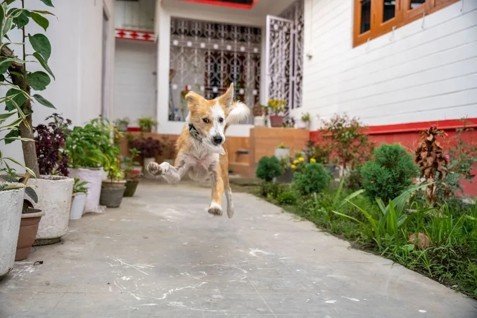 Chó chạy nhảy tư thế bay lượn hài hước