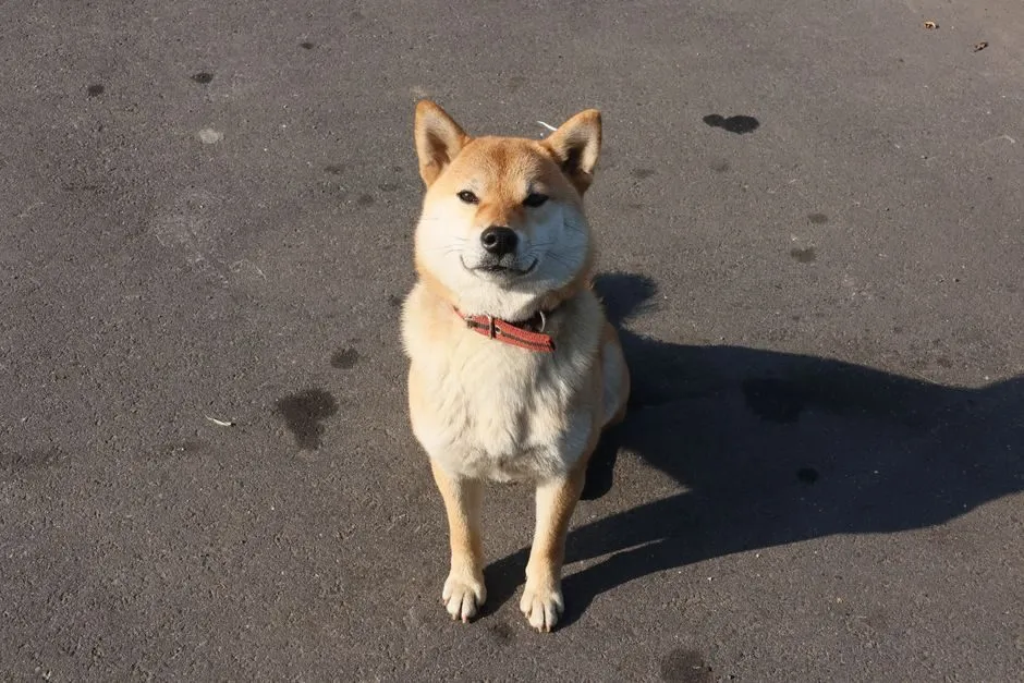 Chó shiba ngồi nghiêm túc hài hước