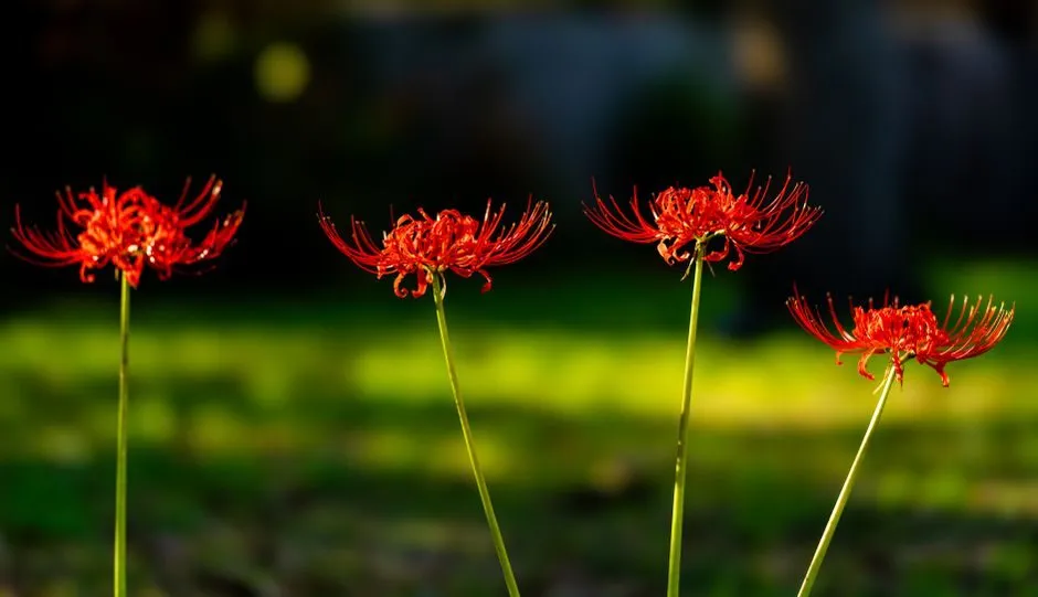 Hoa bỉ ngạn đỏ dưới ánh hoàng hôn